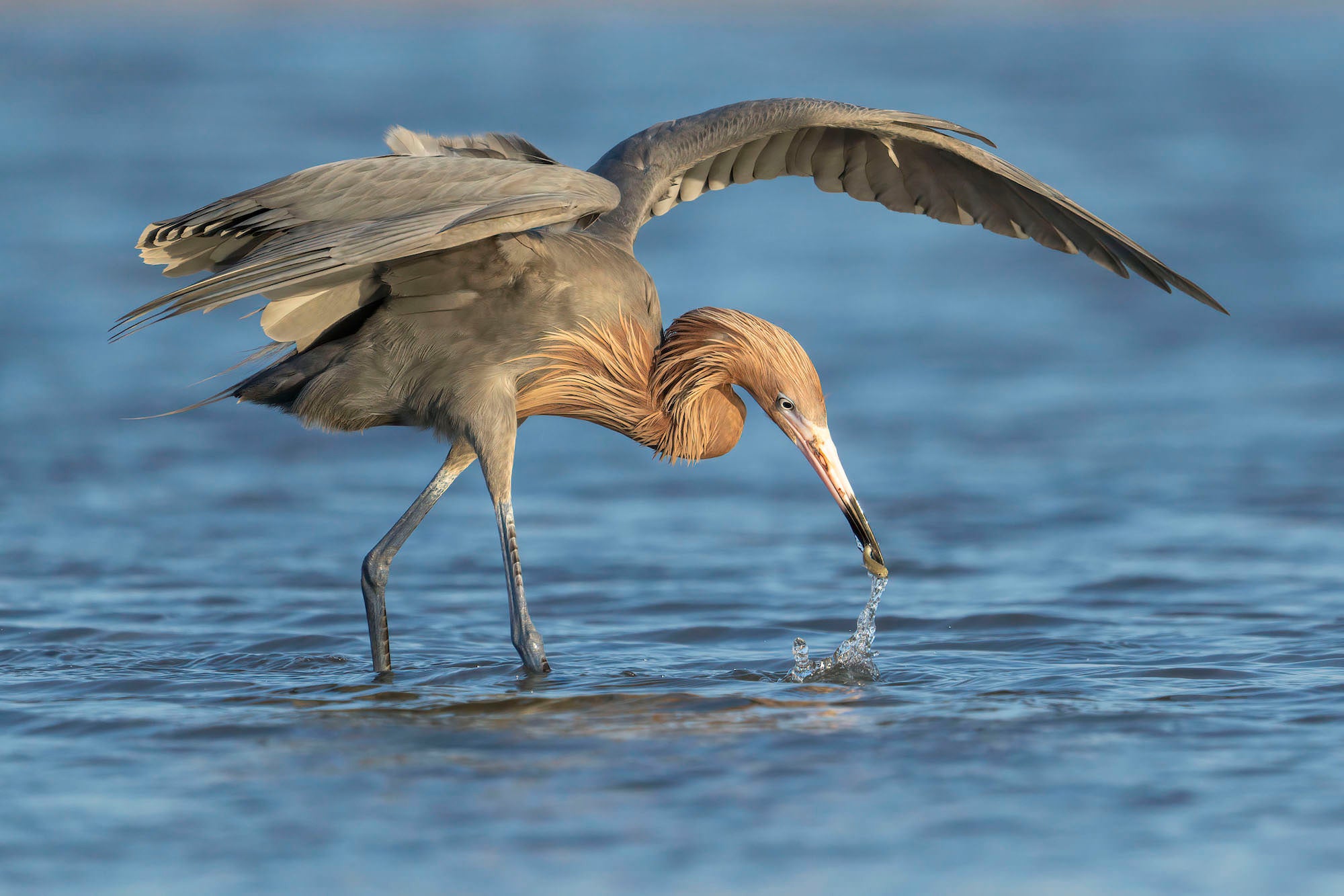 Photo by Matt Kloskowski. Sony Alpha 1. Sony 200-600mm f.5.6-6.2 G. 1/4000-sec., f/6.3, ISO 1600