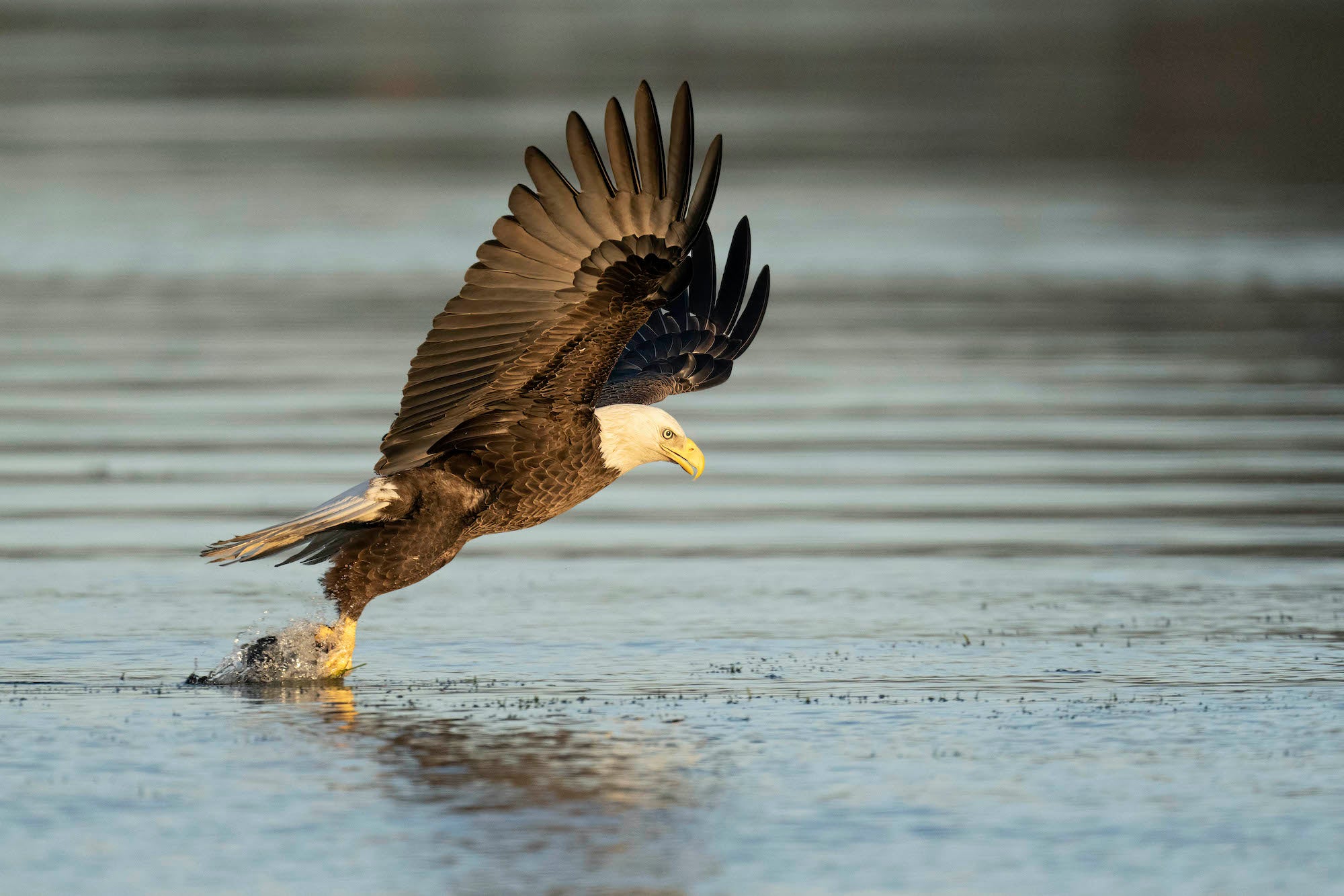 Photo by Matt Kloskowski. Sony Alpha 1. Sony 600mm f/4 G Master. 1/3200-sec., f/5.6, ISO 2500