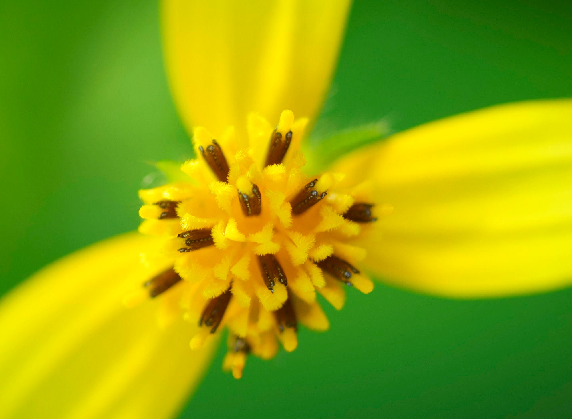 Photo by Matt Kloskowski. Sony Alpha 7R II. Sony 90mm f/2.8 Macro G. 1/100-sec., f/2.8, ISO 200