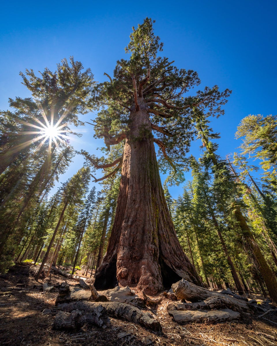 https://alphauniverseglobal.media.zestyio.com/Alpha-Universe-WIMB-Michael-Hollender-sequoiatree.JPG?height=1200&fit=bounds