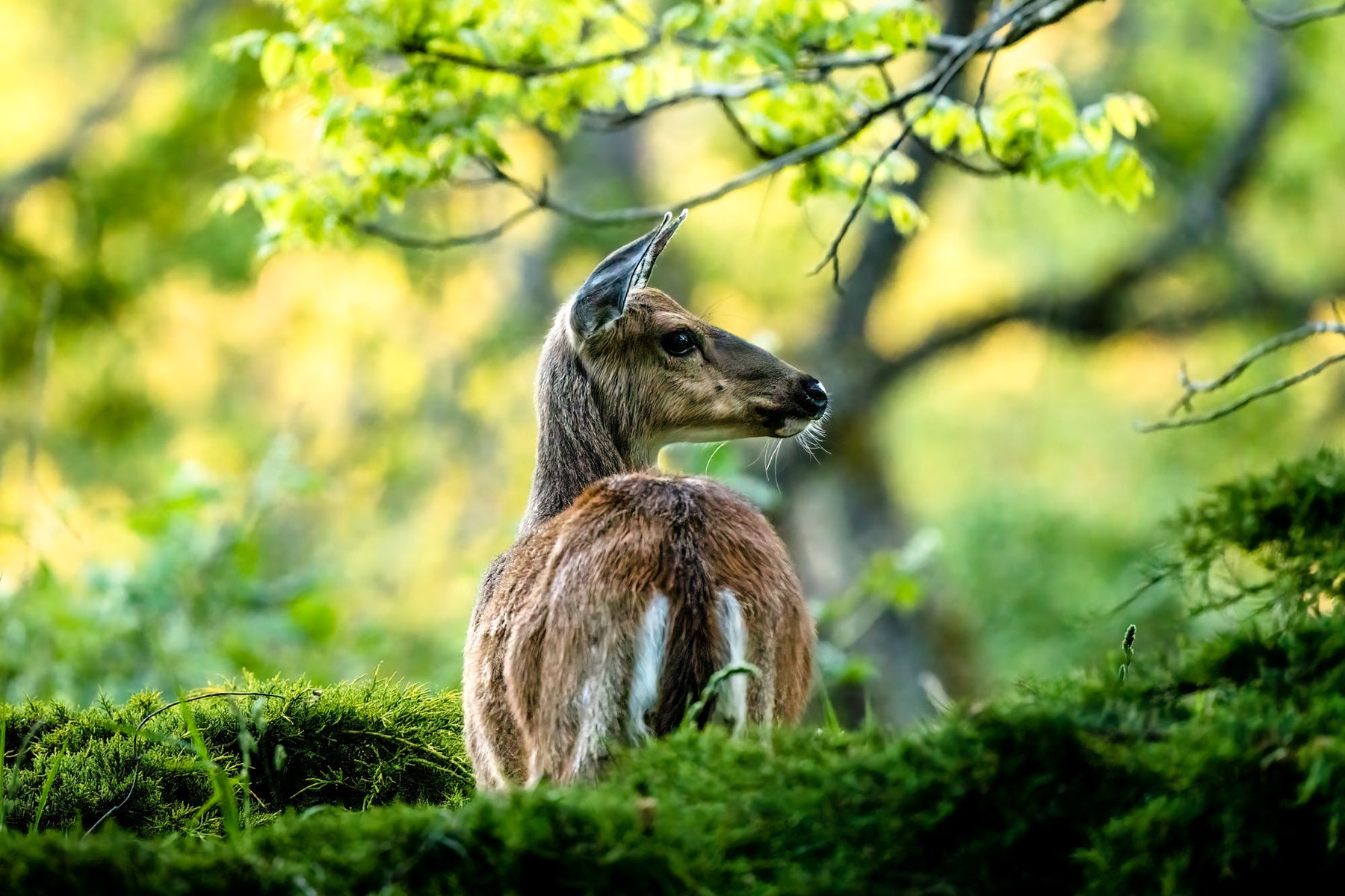 https://alphauniverseglobal.media.zestyio.com/Alpha-Universe-WIMB-Mya-Van-Woudenberg-Deer.jpg?height=1200&fit=bounds