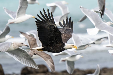 https://alphauniverseglobal.media.zestyio.com/Alpha-Universe-WIMB-Mya-Van-Woudenberg-Eagle-Gulls.jpg?height=300&fit=bounds