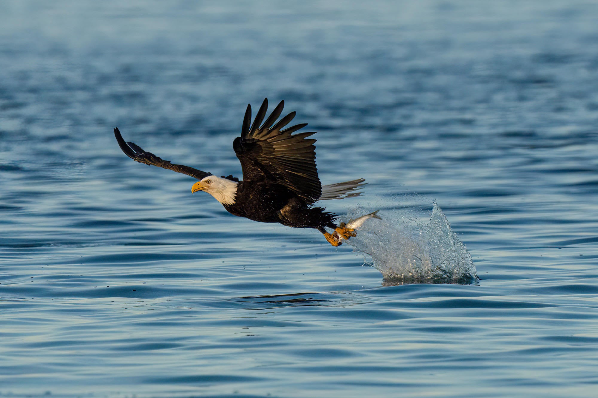 Photo by Mya Van Woudenberg. Sony Alpha 7R IV. Sony 200-600mm f/5.6-6.3 G. 1/4000-sec., f/7.1, ISO 1000