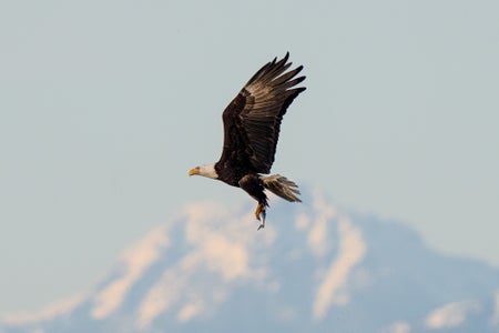 https://alphauniverseglobal.media.zestyio.com/Alpha-Universe-WIMB-Mya-Van-Woudenberg-Eagle-Mountain.jpg?height=300&fit=bounds