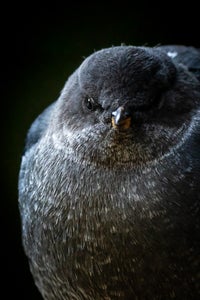 https://alphauniverseglobal.media.zestyio.com/Alpha-Universe-WIMB-Mya-Van-Woudenberg-Gear-American-Dipper.jpg?height=300&fit=bounds