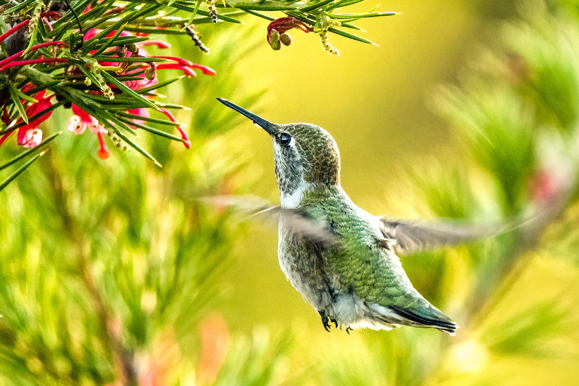 Photo by Mya Van Woudenberg. Sony Alpha 7R IV. Sony 200-600mm f/5.6-6.3 G. 1/1000-sec., f/6.3, ISO 3200