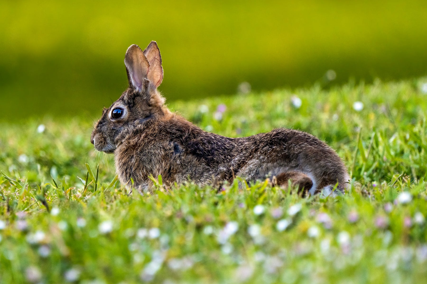 https://alphauniverseglobal.media.zestyio.com/Alpha-Universe-WIMB-Mya-Van-Woudenberg-Rabbit-Clover.jpg?height=1200&fit=bounds