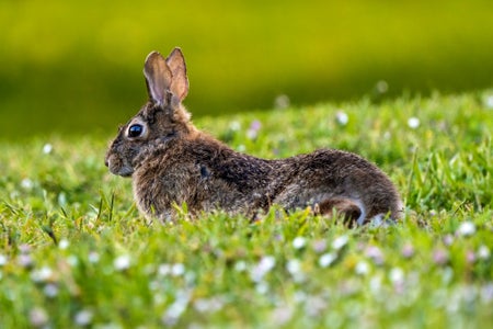 https://alphauniverseglobal.media.zestyio.com/Alpha-Universe-WIMB-Mya-Van-Woudenberg-Rabbit-Clover.jpg?height=300&fit=bounds