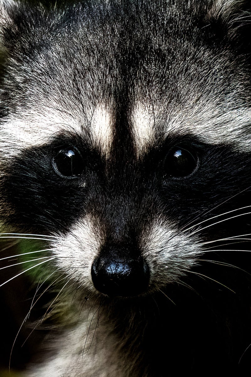 https://alphauniverseglobal.media.zestyio.com/Alpha-Universe-WIMB-Mya-Van-Woudenberg-Raccoon.jpg?height=1200&fit=bounds