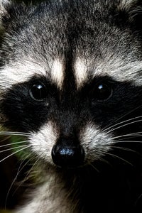 https://alphauniverseglobal.media.zestyio.com/Alpha-Universe-WIMB-Mya-Van-Woudenberg-Raccoon.jpg?height=300&fit=bounds