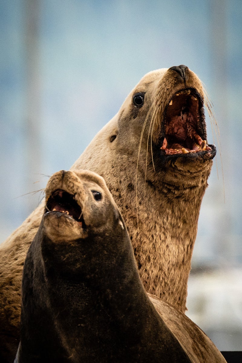 https://alphauniverseglobal.media.zestyio.com/Alpha-Universe-WIMB-Mya-Van-Woudenberg-Sea-Lions.jpg?height=1200&fit=bounds