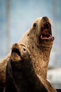 https://alphauniverseglobal.media.zestyio.com/Alpha-Universe-WIMB-Mya-Van-Woudenberg-Sea-Lions.jpg?height=300&fit=bounds