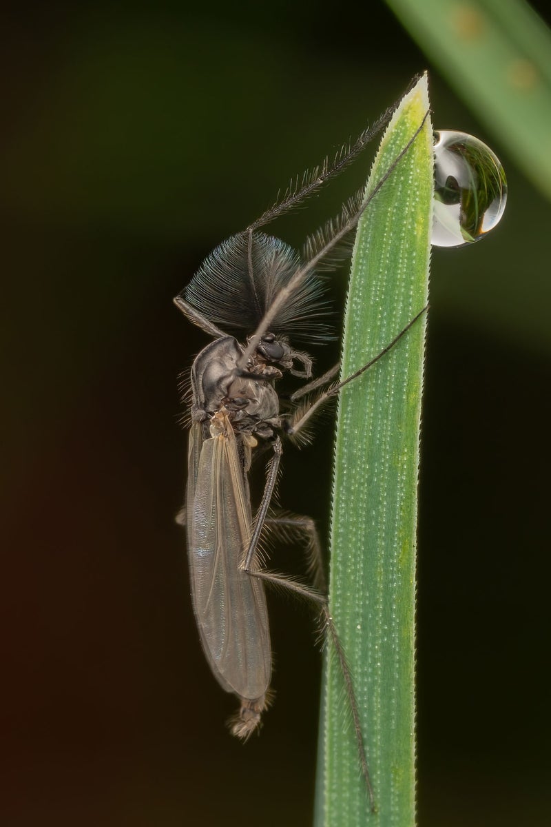 https://alphauniverseglobal.media.zestyio.com/Alpha-Universe-WIMB-Nadja-Baumgartner-Chironomidae.jpg?height=1200&fit=bounds