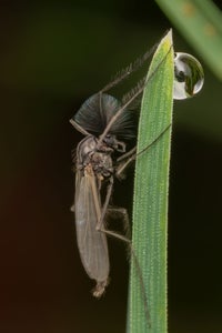 https://alphauniverseglobal.media.zestyio.com/Alpha-Universe-WIMB-Nadja-Baumgartner-Chironomidae.jpg?height=300&fit=bounds