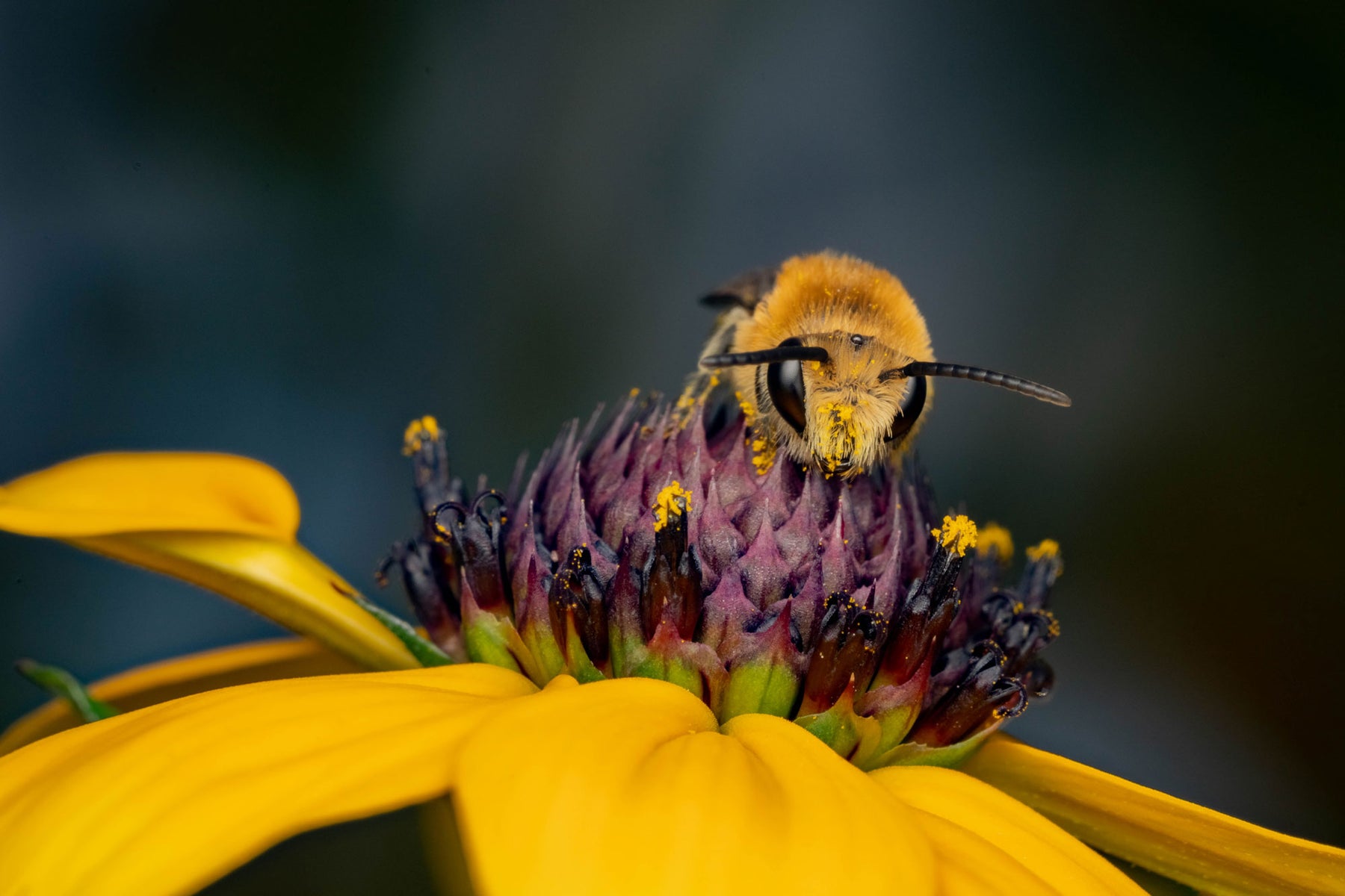 https://alphauniverseglobal.media.zestyio.com/Alpha-Universe-WIMB-Nadja-Baumgartner-Colletes_hederae.jpg?height=1200&fit=bounds