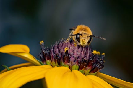 https://alphauniverseglobal.media.zestyio.com/Alpha-Universe-WIMB-Nadja-Baumgartner-Colletes_hederae.jpg?height=300&fit=bounds