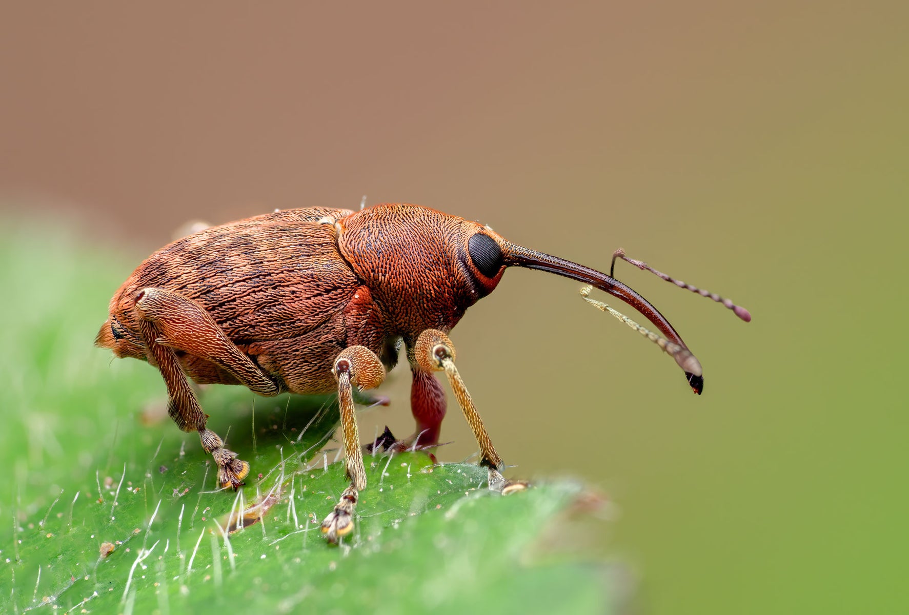 https://alphauniverseglobal.media.zestyio.com/Alpha-Universe-WIMB-Nadja-Baumgartner-Curculio_Stack.jpg?height=1200&fit=bounds