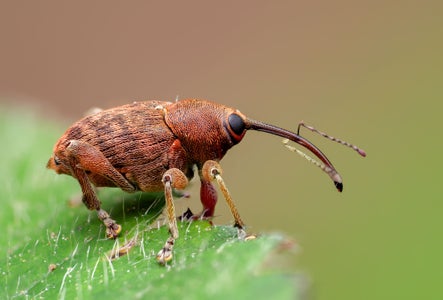 https://alphauniverseglobal.media.zestyio.com/Alpha-Universe-WIMB-Nadja-Baumgartner-Curculio_Stack.jpg?height=300&fit=bounds