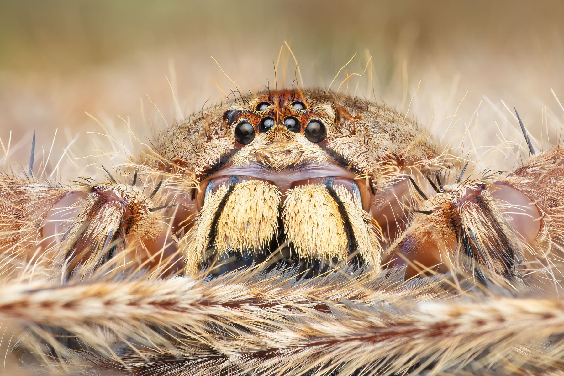 https://alphauniverseglobal.media.zestyio.com/Alpha-Universe-WIMB-Nadja-Baumgartner-Heteropoda_davidbowie_40_pictures_Stack.jpg?height=1200&fit=bounds