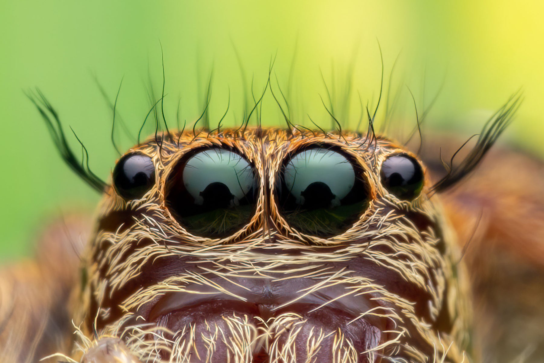 https://alphauniverseglobal.media.zestyio.com/Alpha-Universe-WIMB-Nadja-Baumgartner-Hyllus_garfield.jpg?height=1200&fit=bounds