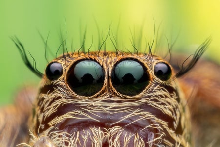 https://alphauniverseglobal.media.zestyio.com/Alpha-Universe-WIMB-Nadja-Baumgartner-Hyllus_garfield.jpg?height=300&fit=bounds