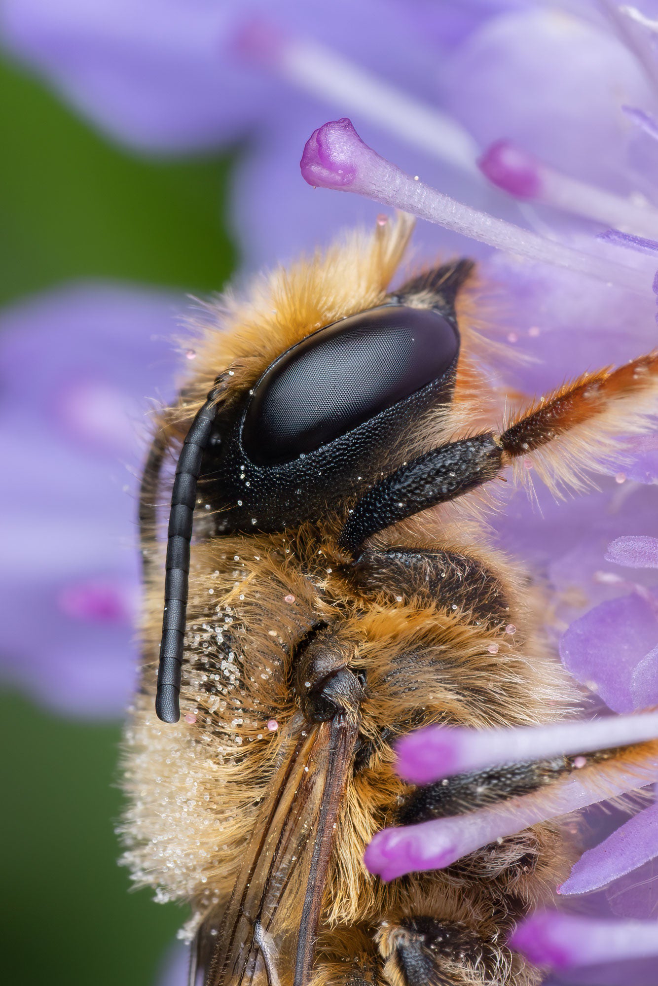 Photo by Nadja Baumgartner. Sony Alpha 7R V. Sony 90mm f/2.8 Macro G. 1/250-sec., f/16, ISO 100