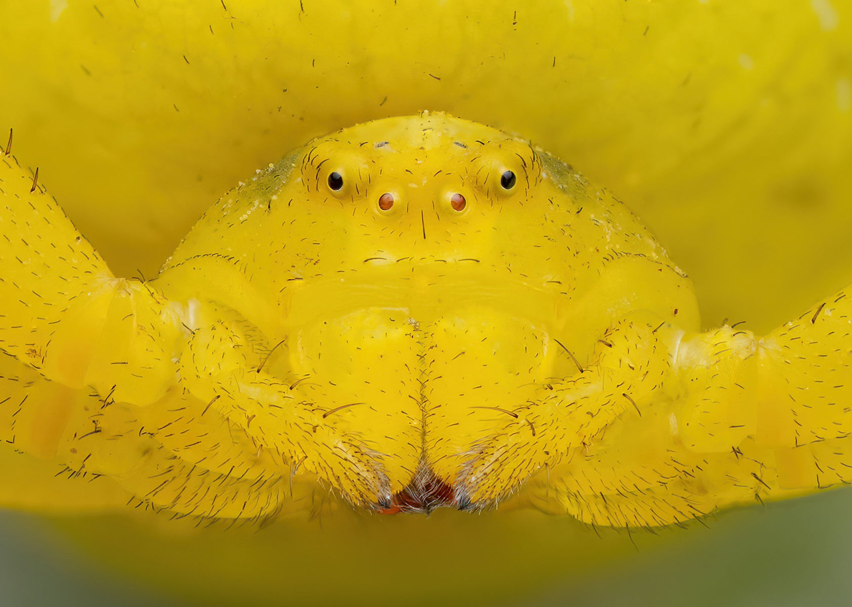 https://alphauniverseglobal.media.zestyio.com/Alpha-Universe-WIMB-Nadja-Baumgartner-Misumena_vatia_female_19_pictures_Stack.jpg?height=1200&fit=bounds