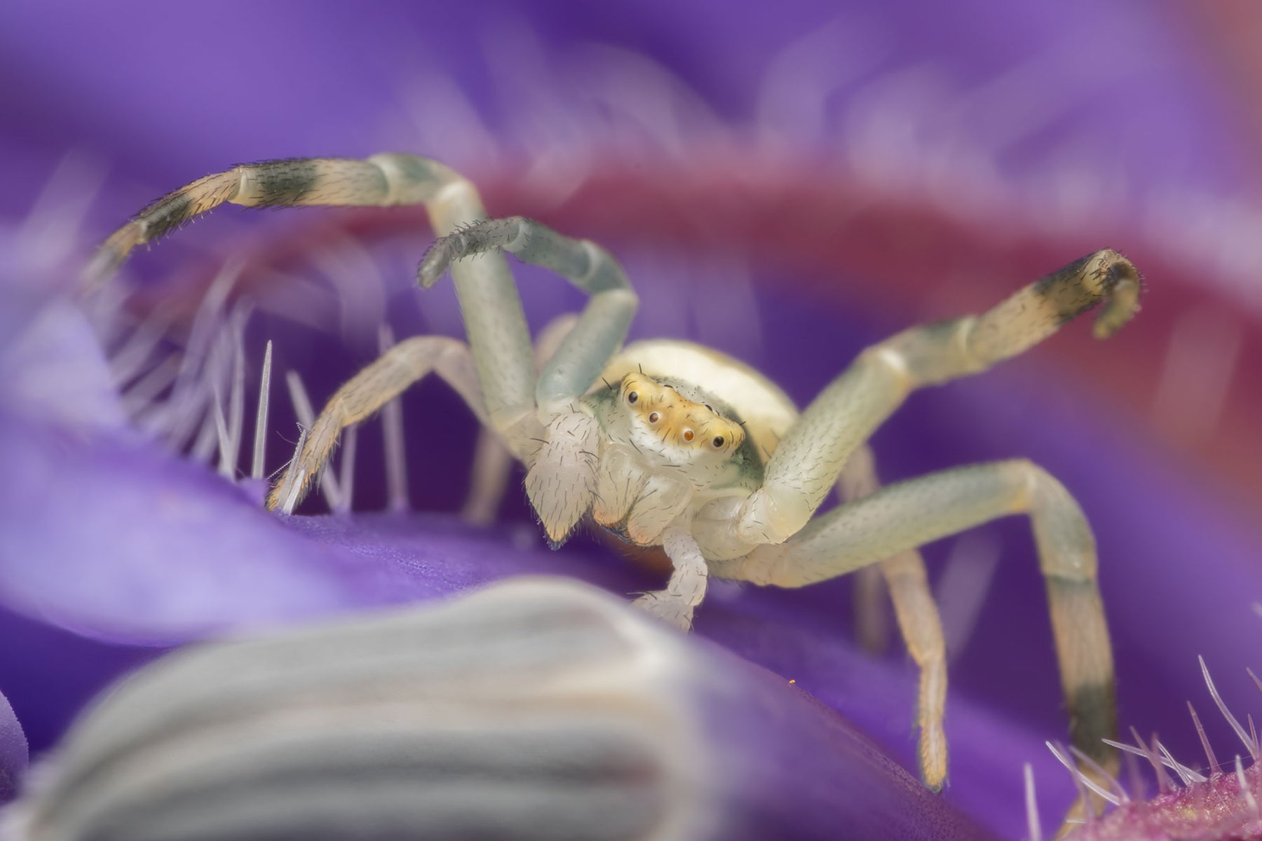 https://alphauniverseglobal.media.zestyio.com/Alpha-Universe-WIMB-Nadja-Baumgartner-Misumena_vatia_male.jpg?height=1200&fit=bounds
