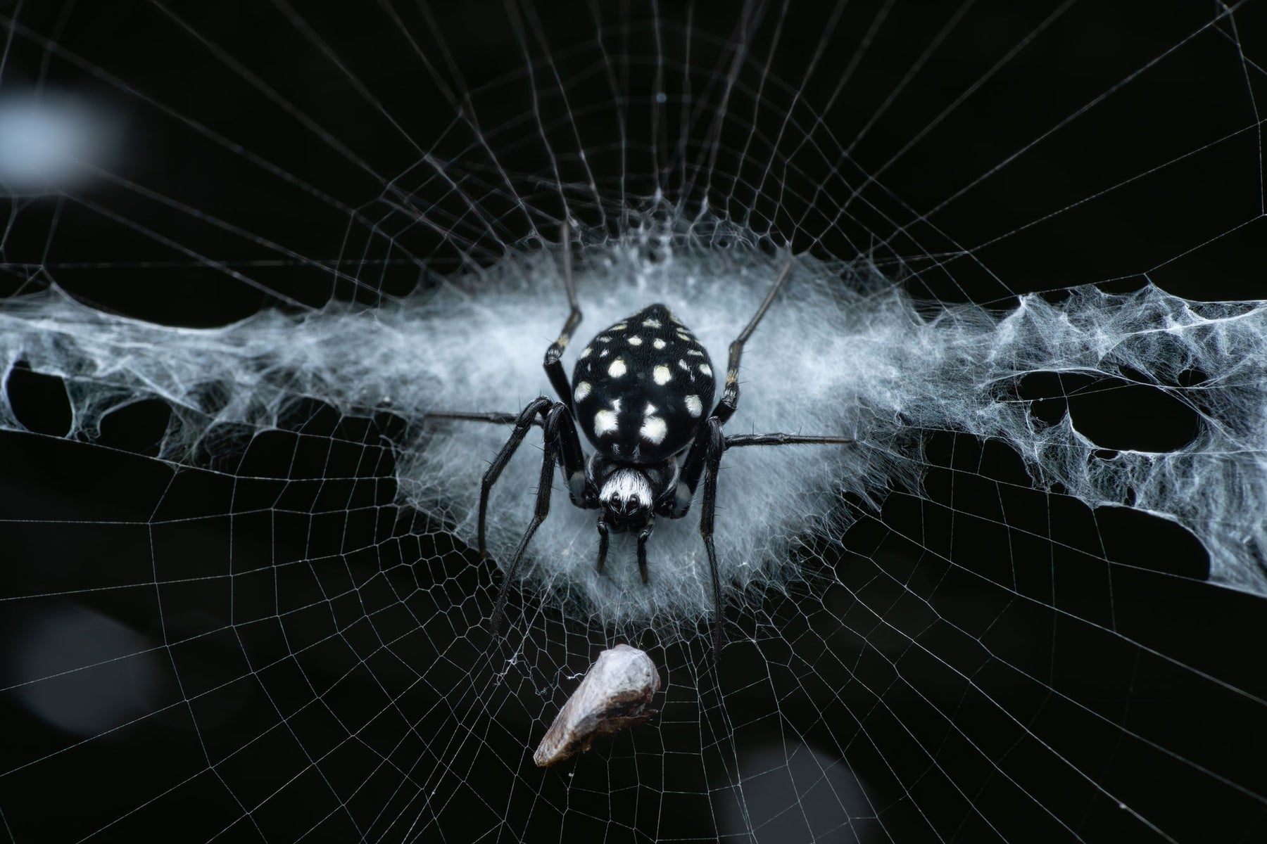 https://alphauniverseglobal.media.zestyio.com/Alpha-Universe-WIMB-Nadja-Baumgartner-Neogea_nocticolor.jpg?height=1200&fit=bounds