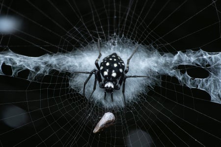 https://alphauniverseglobal.media.zestyio.com/Alpha-Universe-WIMB-Nadja-Baumgartner-Neogea_nocticolor.jpg?height=300&fit=bounds