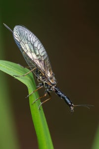 https://alphauniverseglobal.media.zestyio.com/Alpha-Universe-WIMB-Nadja-Baumgartner-Phaeostigma_notata_4_pictures_Stack.jpg?height=300&fit=bounds