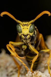 https://alphauniverseglobal.media.zestyio.com/Alpha-Universe-WIMB-Nadja-Baumgartner-Polistes_dominula.jpg?height=300&fit=bounds