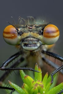 https://alphauniverseglobal.media.zestyio.com/Alpha-Universe-WIMB-Nadja-Baumgartner-Pyrrhosoma_nymphula_female_20_pictures_Stack.jpg?height=300&fit=bounds