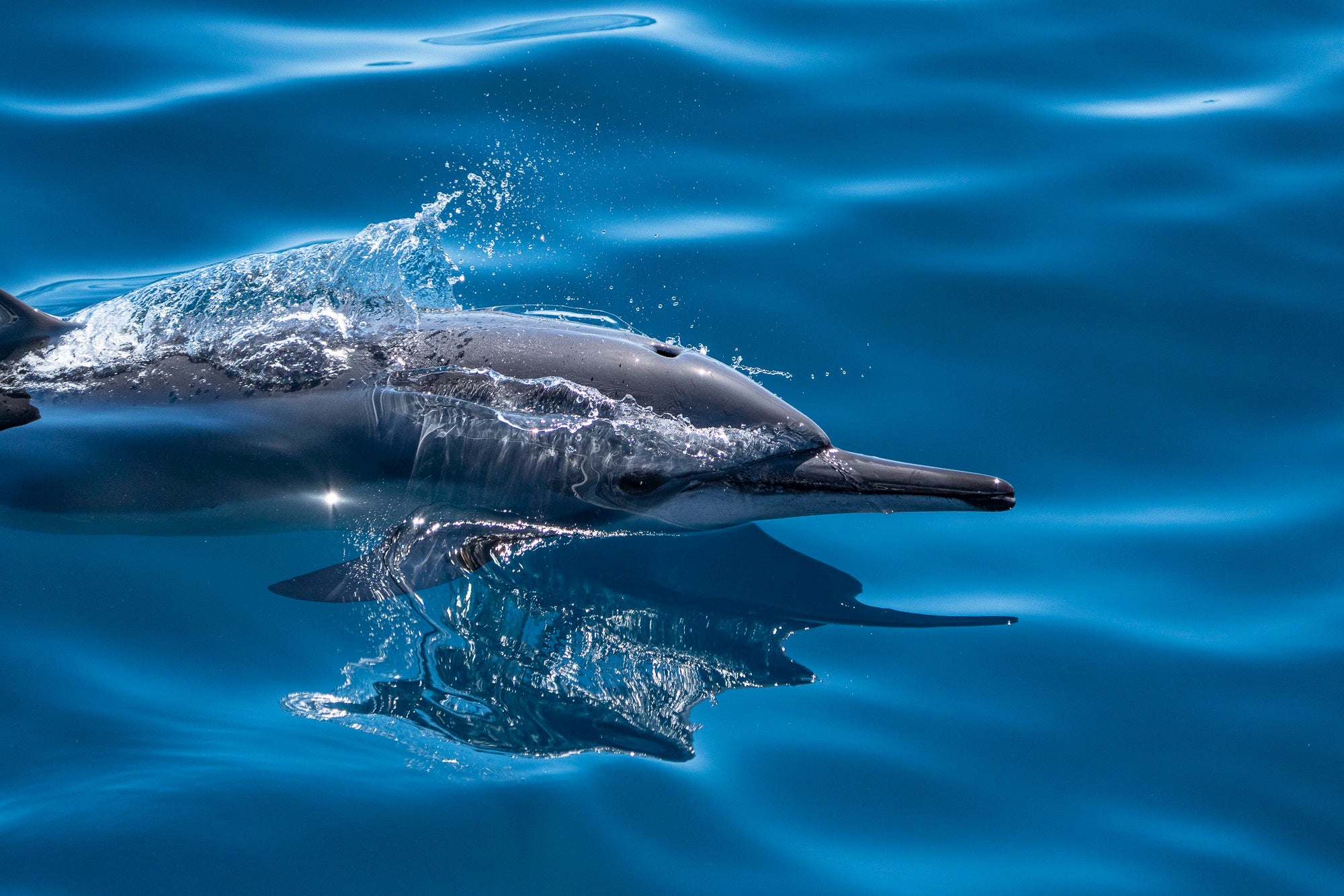 Photo by Ollie Clarke. Sony Alpha 7R III. Sony 200-600mm f/5.6-6.3 G. 1/2500-sec., f/5.6, ISO 320