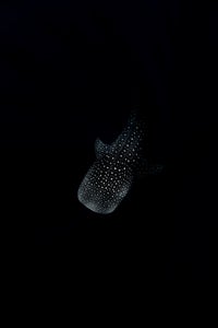 https://alphauniverseglobal.media.zestyio.com/Alpha-Universe-WIMB-Ollie-Clarke-6.jpg?height=300&fit=bounds