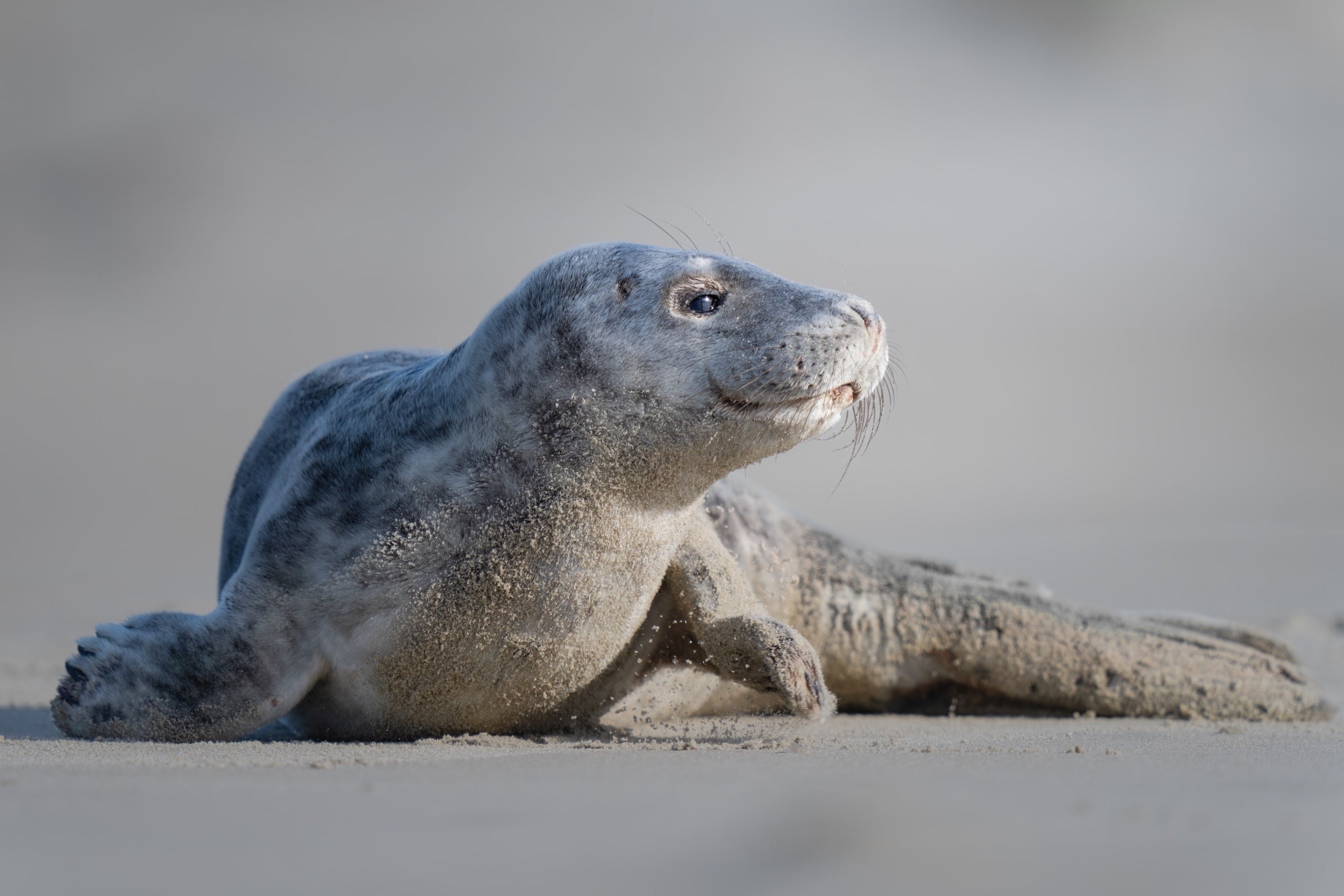 Photo by Pascal Maranus. Sony Alpha 7R V. Sony 400mm f/2.8 G Master.