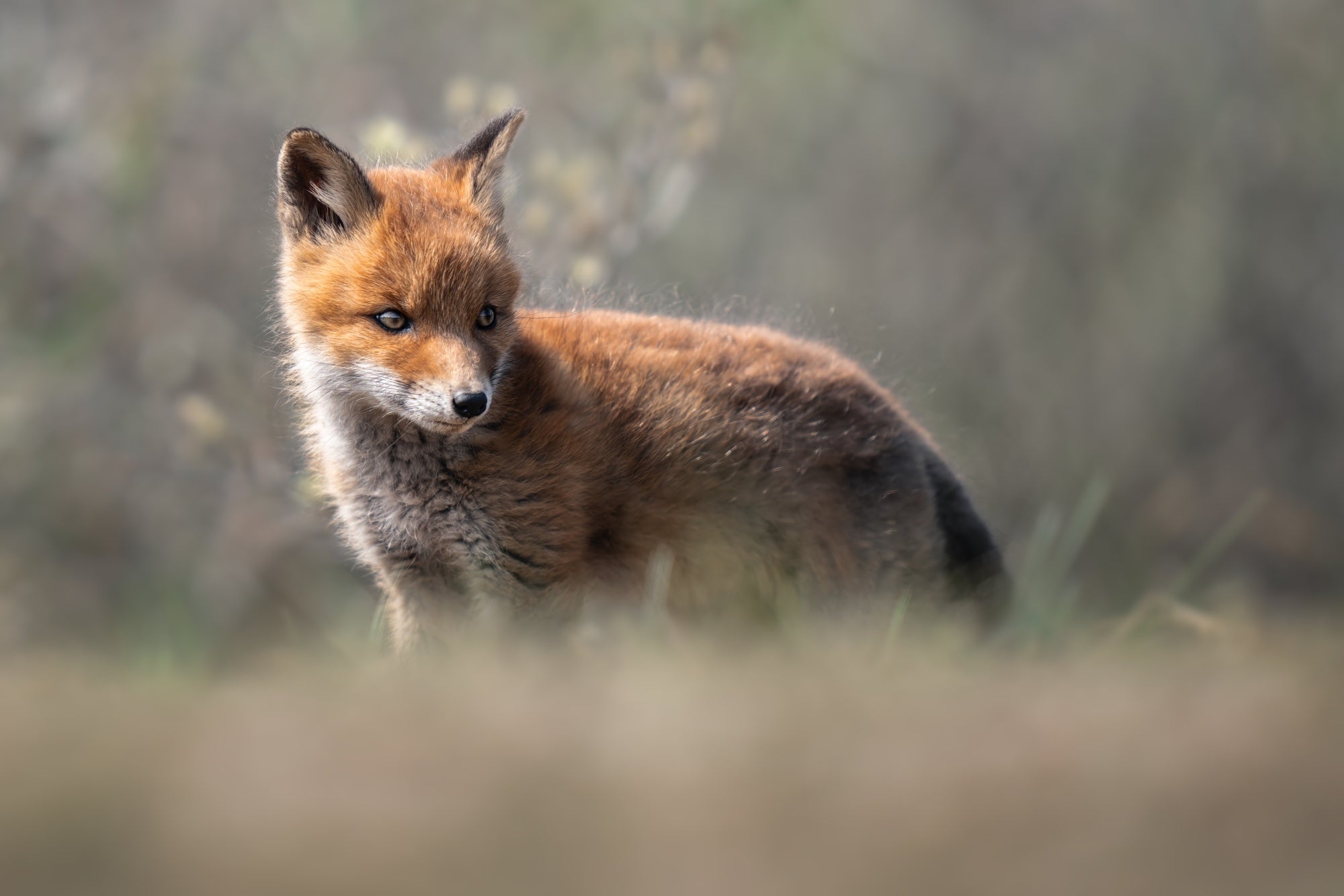 Photo by Pascal Maranus. Sony Alpha 7R V. Sony 400mm f/2.8 G Master.