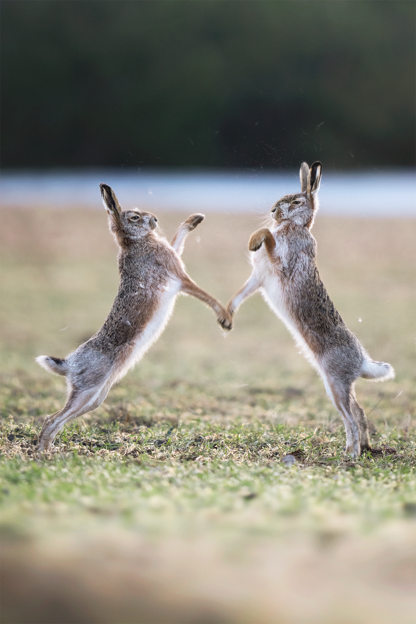 Photo by Petri Mäkitalo. Sony Alpha 1. Sony 400mm f/2.8 G Master. 1/500-sec., f/2.8, ISO 1600