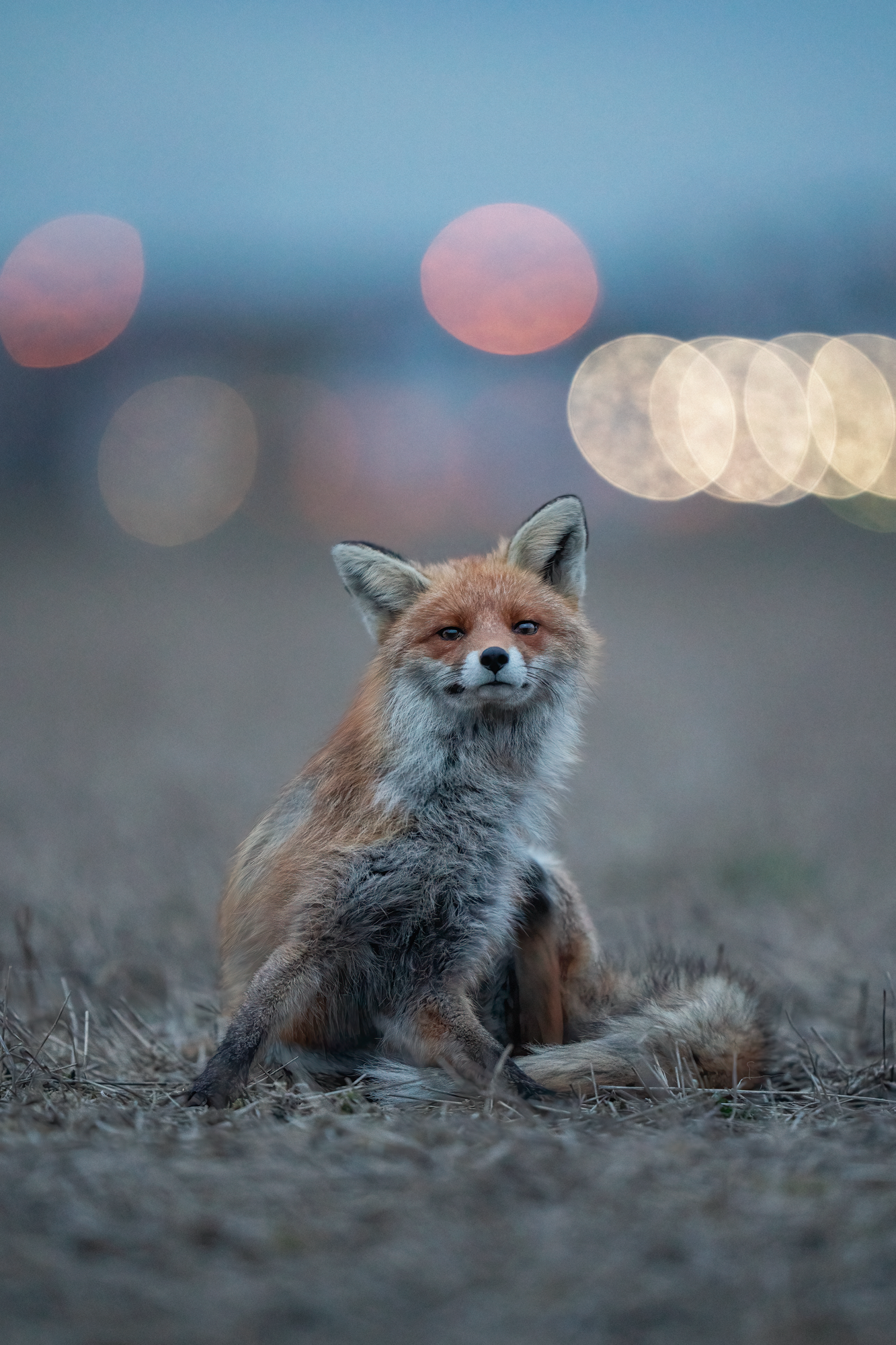 Photo by Petri Mäkitalo. Sony Alpha 1. Sony 400mm f/2.8 G Master. 1/125-sec., f/2.8, ISO 4000