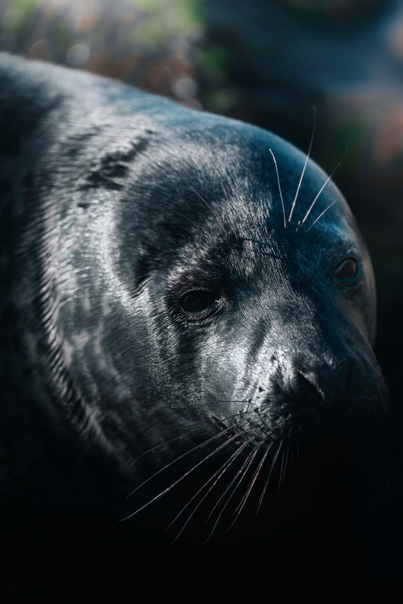 https://alphauniverseglobal.media.zestyio.com/Alpha-Universe-WIMB-Petri-Ma-kitalo-Seal-A1-70-200GM.jpg?height=1200&fit=bounds