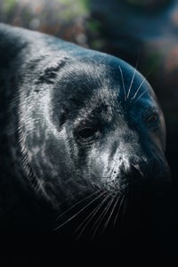 https://alphauniverseglobal.media.zestyio.com/Alpha-Universe-WIMB-Petri-Ma-kitalo-Seal-A1-70-200GM.jpg?height=300&fit=bounds