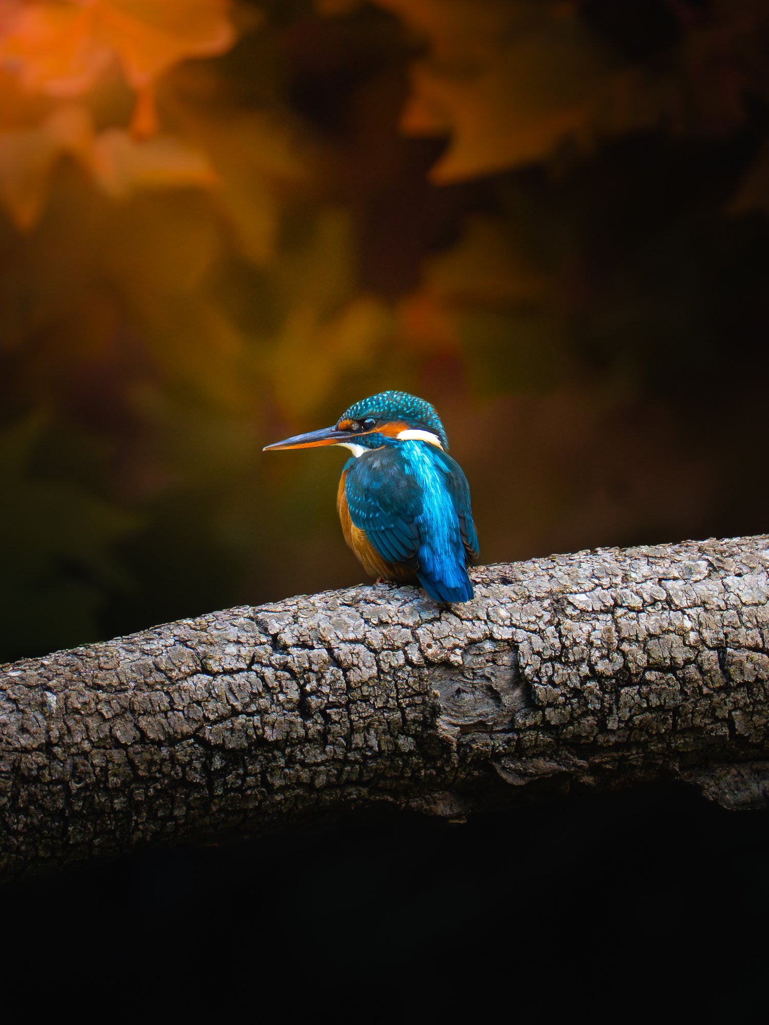 Kingfisher perched on autumn branch in mist, photographed with Sony Alpha 7 IV and FE 200–600mm