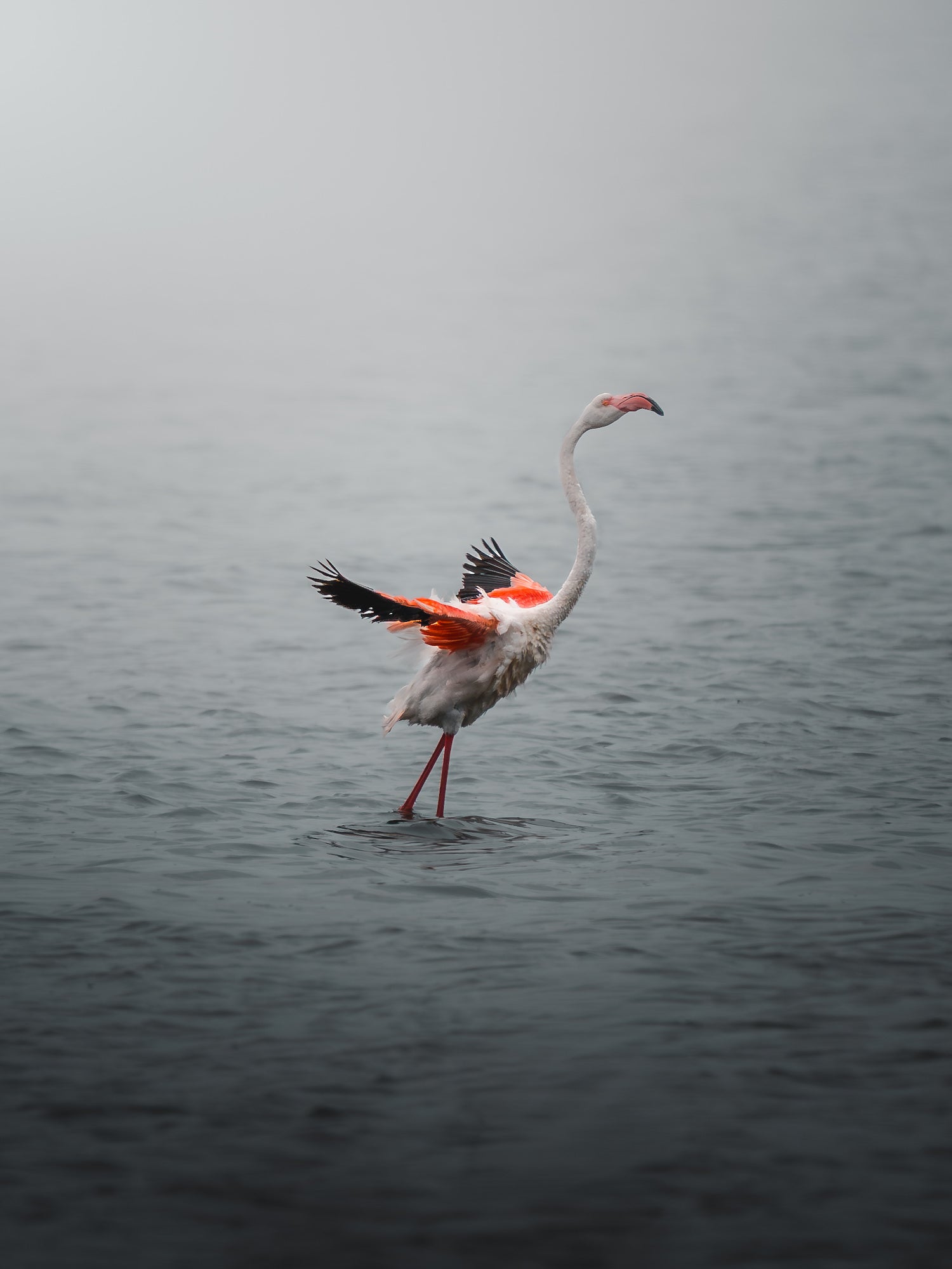 Large bird standing in water