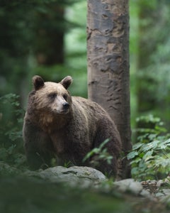 https://alphauniverseglobal.media.zestyio.com/Alpha-Universe-WIMB-Pleun-Bonekamp-bear.jpg?height=300&fit=bounds
