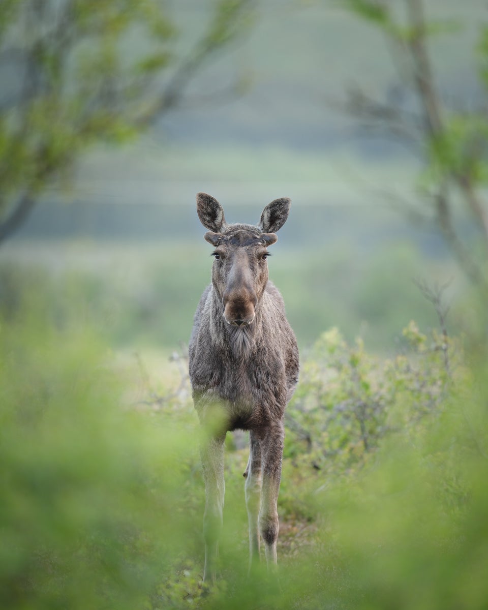 https://alphauniverseglobal.media.zestyio.com/Alpha-Universe-WIMB-Pleun-Bonekamp-curious_moose.jpg?height=1200&fit=bounds
