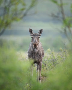 https://alphauniverseglobal.media.zestyio.com/Alpha-Universe-WIMB-Pleun-Bonekamp-curious_moose.jpg?height=300&fit=bounds