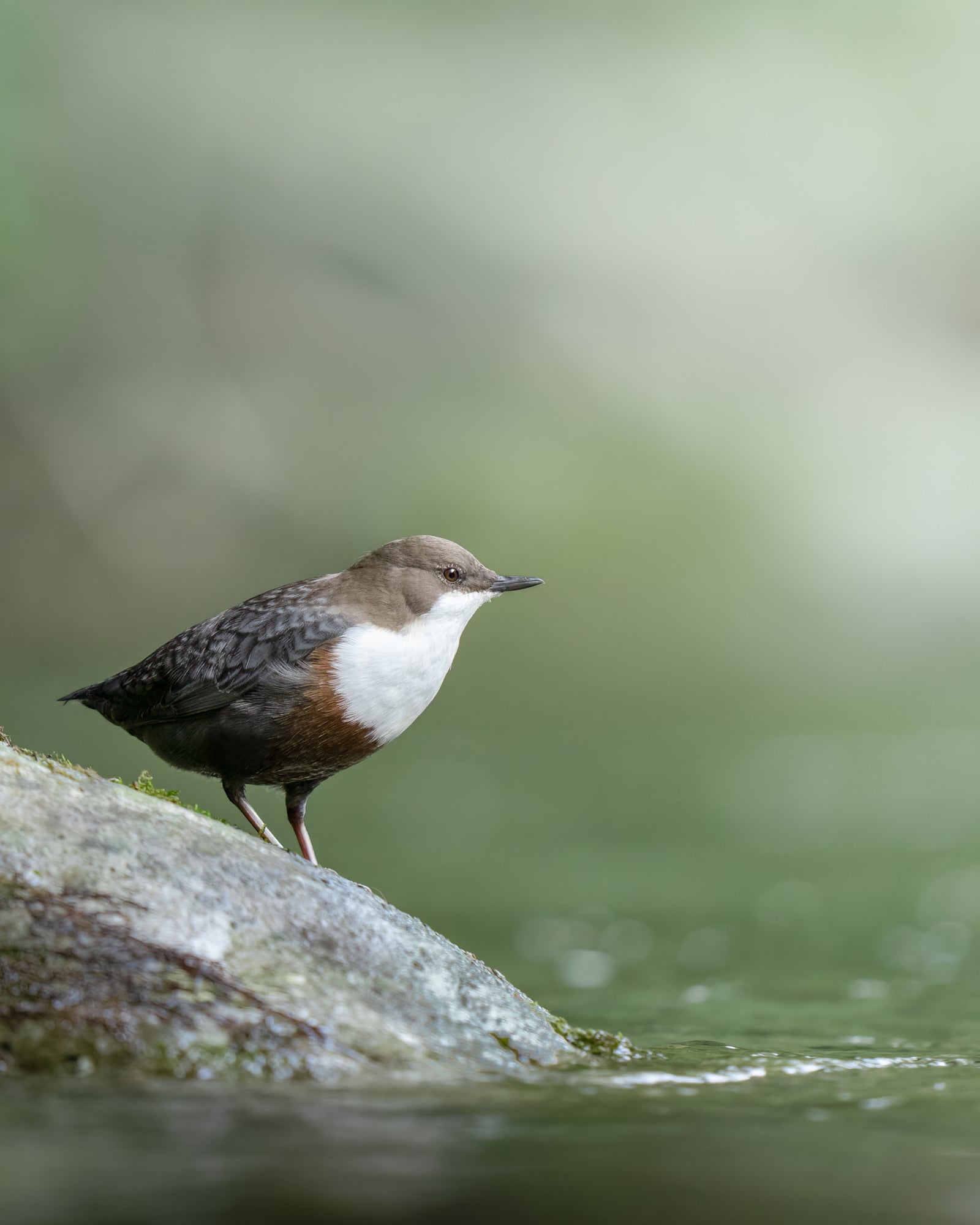 Photo by Pleun Bonekamp. Sony Alpha 7R IV. Sony 400mm f/2.8 G Master. 1/250-sec., f/2.8, ISO 800