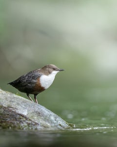 https://alphauniverseglobal.media.zestyio.com/Alpha-Universe-WIMB-Pleun-Bonekamp-dipper_in_Slovenia.jpg?height=300&fit=bounds