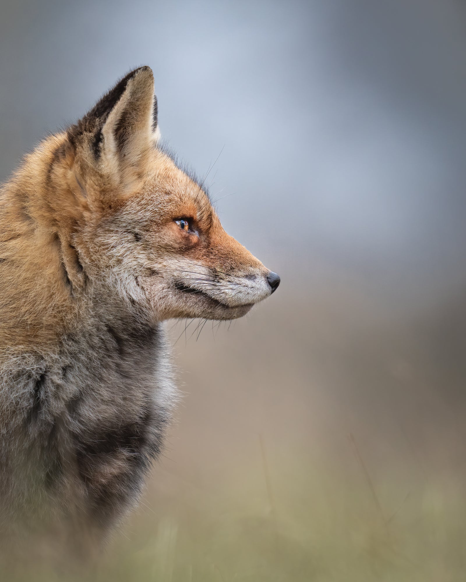 Photo by Pleun Bonekamp. Sony Alpha 7R IV. Sony 400mm f/2.8 G Master. 1/400-sec., f/2.8, ISO 1000