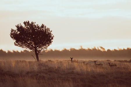 https://alphauniverseglobal.media.zestyio.com/Alpha-Universe-WIMB-Pleun-Bonekamp-landscape_roe_deer.jpg?height=300&fit=bounds